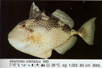 Abalistes stellatus